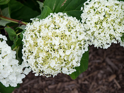 selective focus photo of white hydrangeas in bloom thumbnail