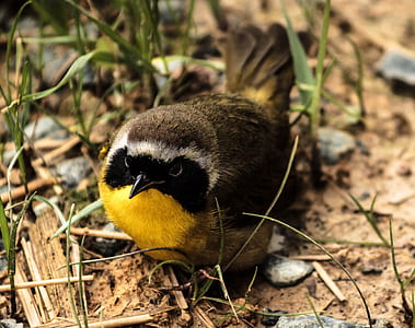brown bird macro shot thumbnail