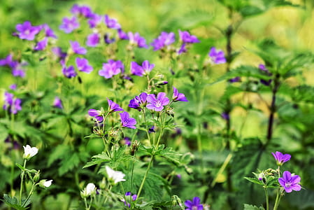 macro photography of purple flowers thumbnail