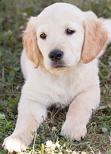 yellow Labrador retriever puppy lying on the green grass field thumbnail