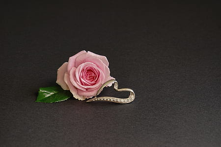 pink rose flower beside silver-colored heart decor wallpaper thumbnail