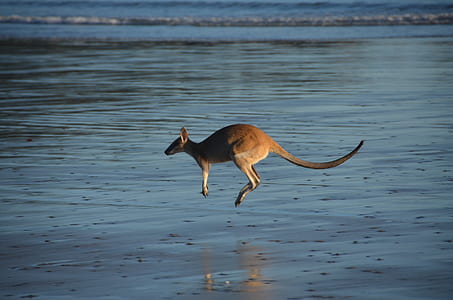 jumping kangaroo thumbnail