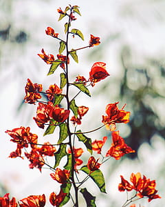 Orange Bougainvillea Flowers in Selective Focus Photography thumbnail