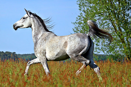 white horse running on grass field at day time thumbnail