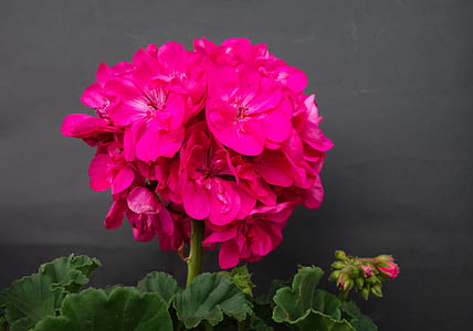 pink petaled flower thumbnail