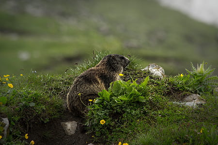 selective focus photography of black rodent on green grass thumbnail