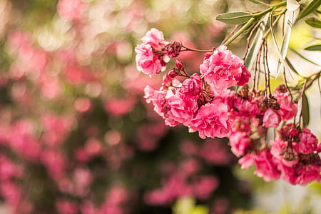 close-up photo of pink petaled flowers thumbnail