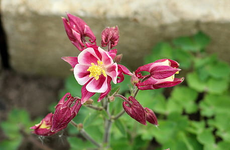 selective focus photography of pink and white petaled flower thumbnail