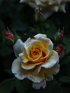 white and yellow flowers thumbnail