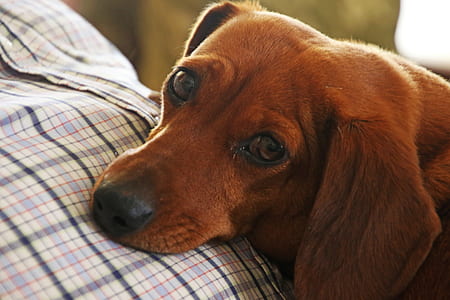 Red Dachshund on Focus Photo thumbnail