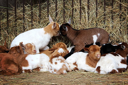 animals on cage thumbnail