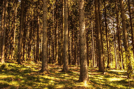 trees under white clouds thumbnail