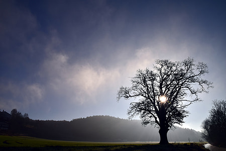 day time photo of tree under clear sky thumbnail