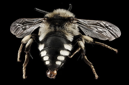 mimic bee fly thumbnail