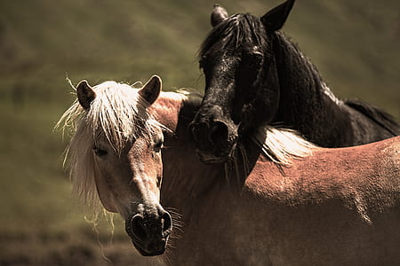 two brown and black horses at daytime thumbnail