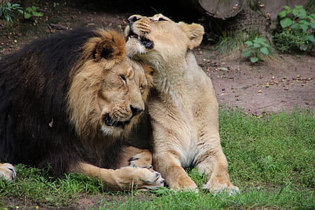 Lion and Lioness loving each other on green grass field thumbnail