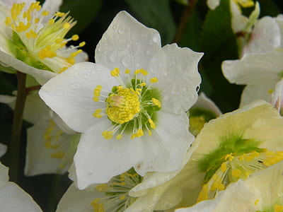 white and yellow flower thumbnail