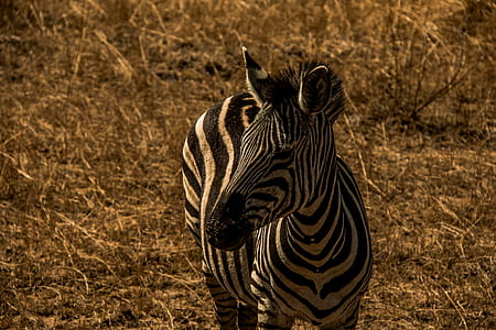 zebra standing on field thumbnail