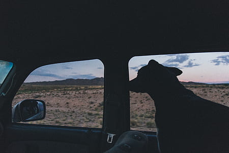 dog sitting inside vehicle thumbnail