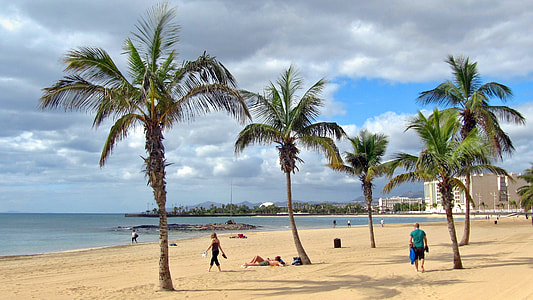 several palm trees at the beach during daytime thumbnail