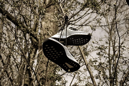 Pair of Grey Low-top Sneakers Hanged on Tree thumbnail