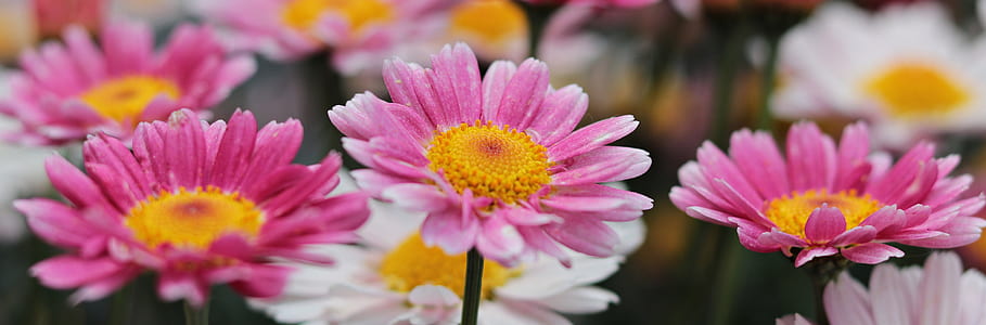 three pink flowers thumbnail