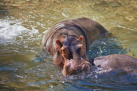 hippopotamus soaked in water thumbnail