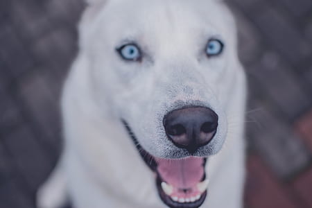 selective focus photography of white Siberian husky thumbnail