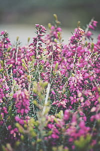 shallow focus photo of purple flowers thumbnail