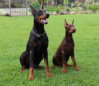two adult Dobbermans sitting on grass thumbnail