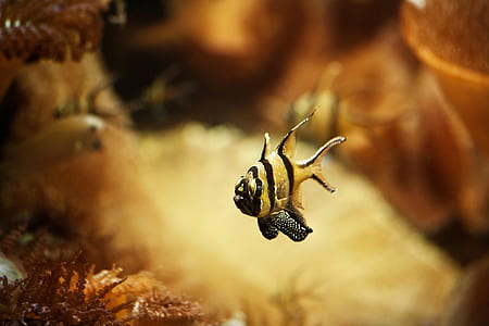 selective focus photography of yellow and black fish thumbnail