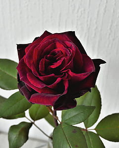 selective focus photography of maroon rose in bloom thumbnail