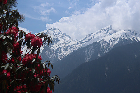 red petaled flowers near mountain thumbnail