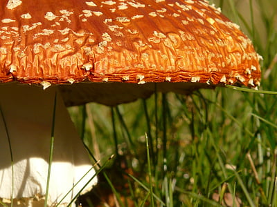 closeup photography of mushroom thumbnail