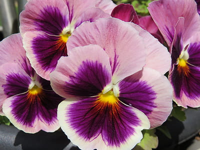 pink and purple petaled flowers thumbnail