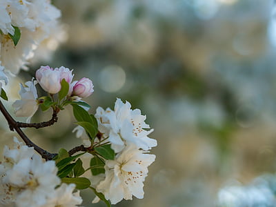 selective focus photography of white flowering tree thumbnail