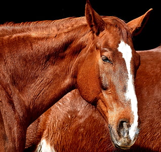 brown and white horse thumbnail