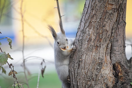 selective focus photo of gray squirrel climbing tree thumbnail