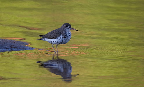 sandpiper on calm body of water thumbnail