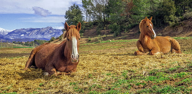 two red horses lying on grass field thumbnail