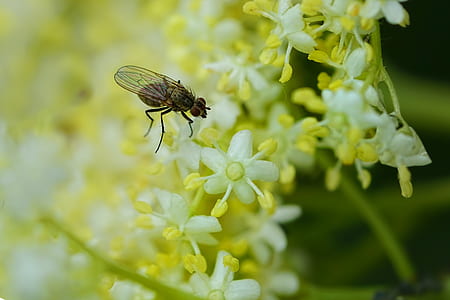 black housefly perched on white petaled flowers thumbnail