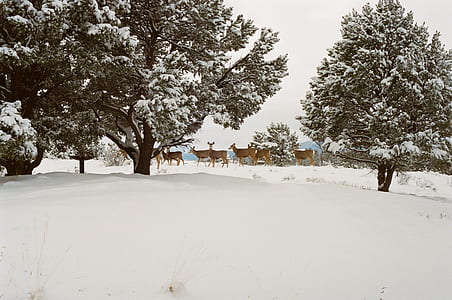 snow, forest, trees, winter thumbnail