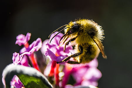 bee hovering pink flowers thumbnail