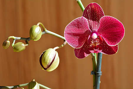 selective focus photography of pink orchid thumbnail