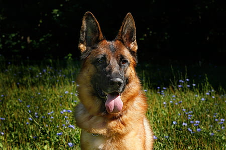 shallow focus photography of German shepherd showing tongue thumbnail