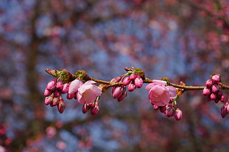 pink flowering plant thumbnail