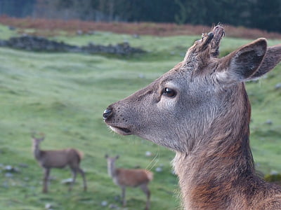 three deer on ground thumbnail