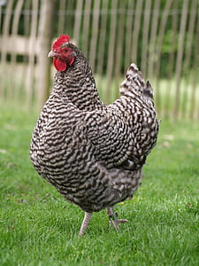 grey and white rooster walking on green grass thumbnail