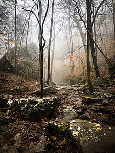 Bare Trees thumbnail