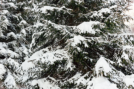 Winter forest thumbnail